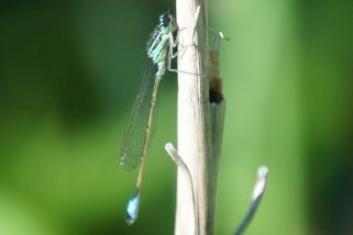 Nehalennia speciosa - Zwerglibelle